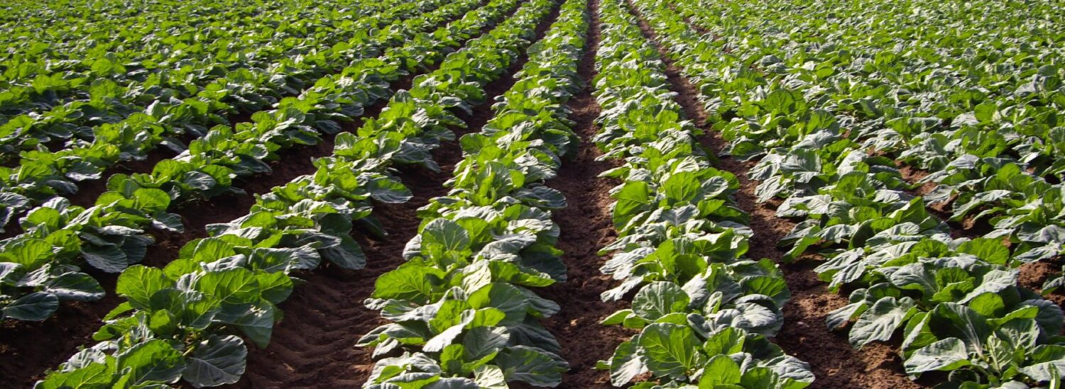 Surprising Competitor Intelligence Enables a Strategic Response from an Agribusiness Company